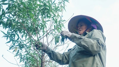 Làng Đào Nhật Tân ‘hãm đào’ để phục vụ đúng dịp Tết Nguyên đán