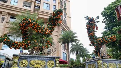 Ngắm cặp quýt 'song Long' giá hơn 250 triệu đồng 