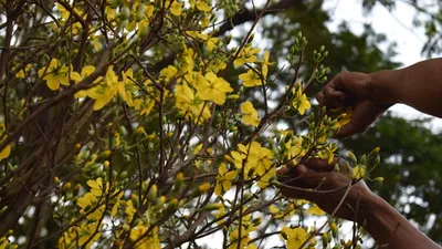 'Lão' mai khổng lồ, tỏa mùi thơm giá hơn 200 triệu