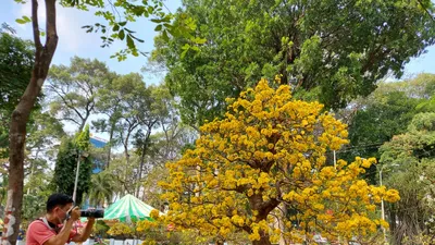 Ngẩn ngơ ngắm ‘cụ’ mai khổng lồ giá 2 tỉ tại Hội hoa xuân 