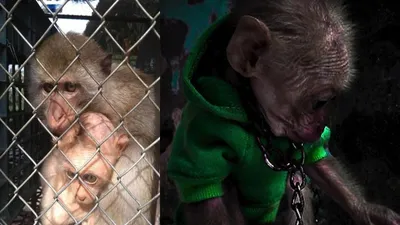 Nuôi nhốt khỉ đuôi dài trái phép, một người bị phạt 10 triệu đồng