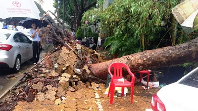 Cây xà cừ cổ thụ đè bẹp 3 ô tô ở TP.HCM