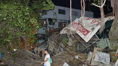 3 anh em thoát chết khi cây bồ đề đổ sập