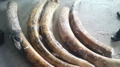 Nửa tấn ngà voi giá 20 tỉ đồng trong ruột gỗ