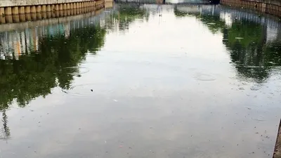 Cá lại nổi đầy kênh Nhiêu Lộc - Thị Nghè