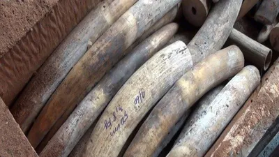 Tạm đình chỉ 4 vụ buôn lậu ngà voi vì hết hạn điều tra