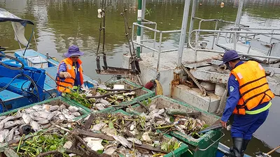 Cá chết cùng rác thải nổi trắng kênh Nhiêu Lộc - Thị Nghè