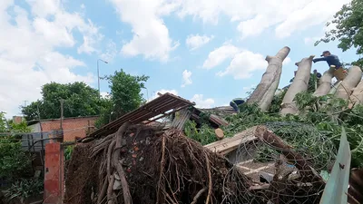 Quận 6: Cây gòn hơn 50 tuổi đổ sập, hai gia đình thoát chết