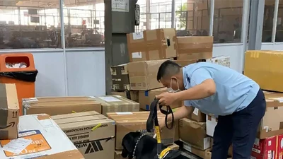 Dùng chó nghiệp vụ tìm 4,72kg cần sa ở sân bay Tân Sơn Nhất