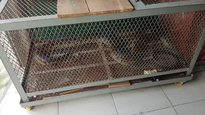 Người dân ở quận 12 ‘nộp’ trăn gấm dài gần 3 mét