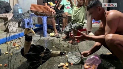 Liên tục chim lạ, quý hiếm sà vào gần nhà dân ở xã Xuân Thới Sơn