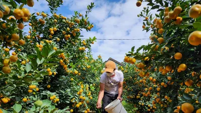 Vườn quất Hội An vào mùa bán Tết