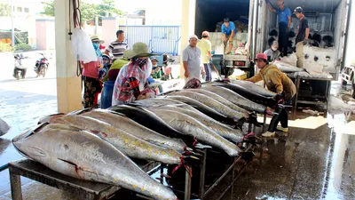 Ngư dân Phú Yên mong sớm gỡ thẻ vàng để giá hải sản tốt hơn