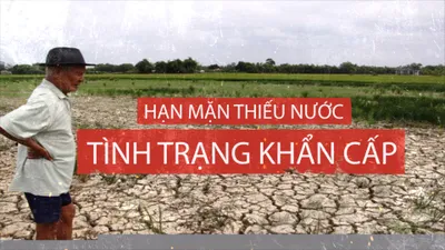 Mắt thấy tai nghe chuyện miền Tây 'khát' nước mùa hạn mặn