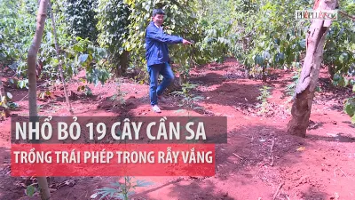 Phát hiện người dân trồng cây cần sa trái phép trong rẫy vắng