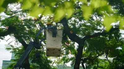 Trường Bạch Đằng đốn bỏ cây phượng còn lại sau sự cố