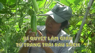 Lão nông tiết lộ bí quyết giàu lên từ trang trại rau sạch