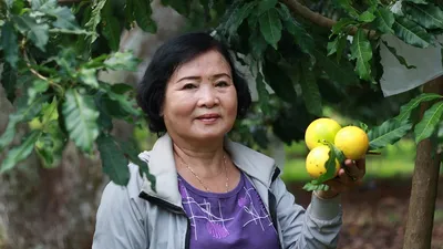 ‘Hái ra vàng’ từ cây mãng cầu hạt lép và vú sữa hoàng kim