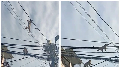 Video: Đàn khỉ đại náo phố phường ở quận 12