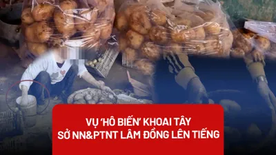 'Hô biến' khoai tây Trung Quốc thành nông sản Đà Lạt là vi phạm pháp luật