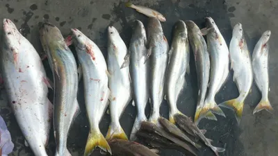 'Hô biến' cá này thành cá kia coi chừng bị phạt