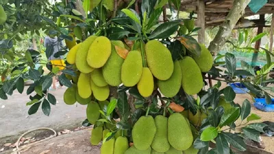 Ăn mít ảnh hưởng đến bệnh tiểu đường ra sao?