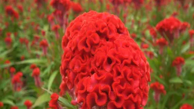 Video: Làng hoa Sài Gòn rộn ràng cho những ngày Xuân 