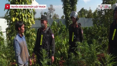 Video: Phát hiện 5 vụ trồng cần sa trái phép quy mô lớn