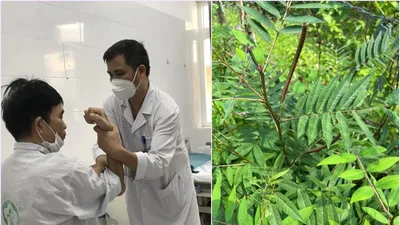 Ăn hạt muồng tây ngừa tiểu đường, 2 vợ chồng teo cơ, tê liệt toàn thân