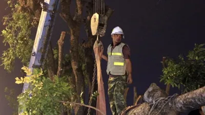 Clip: Cảnh di chuyển những cây cổ thụ trên đường Kim Mã
