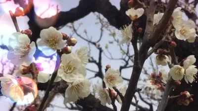 Clip: Đắm say giữa 'thiên đường hoa mơ' ở Nhật Bản