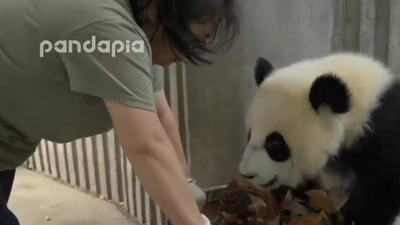 Chị lao công và gấu trúc 'giành nhau'... giỏ rác