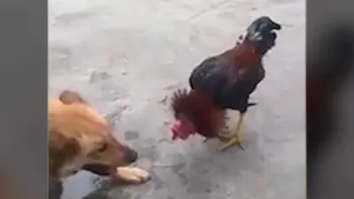 Chú gà 'chiến đấu' đến cùng, không tha cho chó