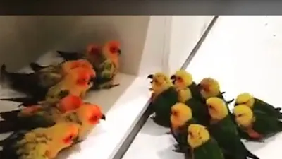 Bầy chim chia phe để... 'cãi nhau'