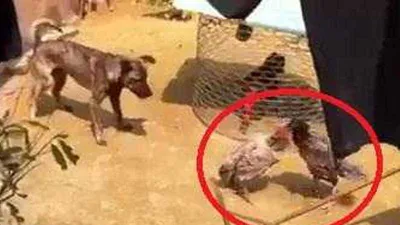 Gà mái 'đánh nhau' - chó làm hòa giải viên