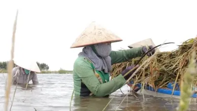 Nông dân Đồng Tháp Mười lội ruộng gặt lúa chạy lũ
