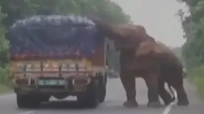 Voi chặn xe tải giữa đường để lấy thức ăn