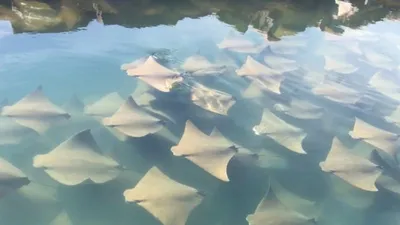 Mãn nhãn với màn 'diễu hành' của hàng trăm con cá đuối