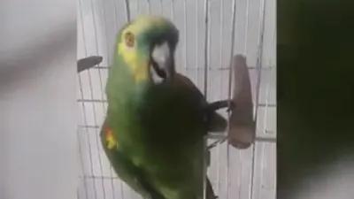 Chú vẹt cover bài hát kinh điển của Rihanna