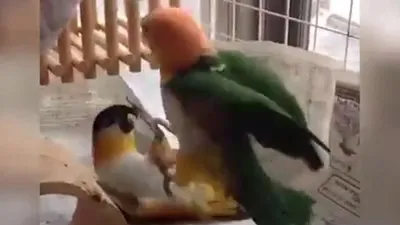 'Võ sư vẹt' hạ đối thủ trong vòng 3 giây