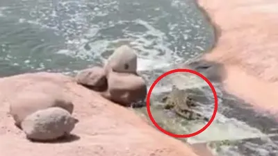 Cá sấu chơi... trượt nước 