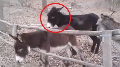 Lừa thông minh tìm ra cách thoát rào cản trong vài giây