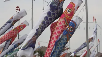 Lạ mắt với cánh đồng cá Koi tại TP.HCM