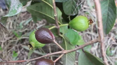 Độc đáo với vườn trái cây 2 màu ở TP.HCM