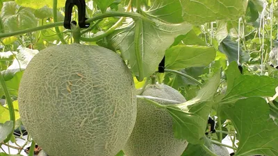 9X từ bỏ việc học ở Mỹ về Việt Nam trồng dưa lưới