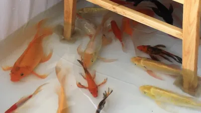 Quán cà phê độc lạ có cá bơi lội dưới chân khách