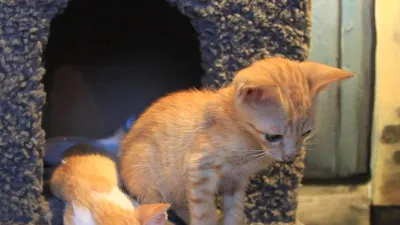 Quán cà phê nuôi đầy mèo hoang ở TP.HCM