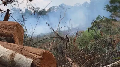 Cần điều tra tình trạng hủy hoại rừng tại Đắk Nông