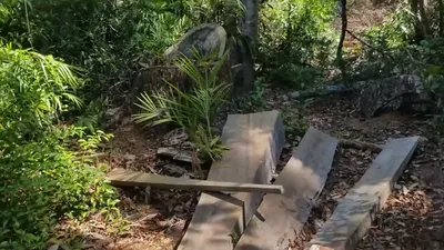 Cần xử lý nghiêm nạn phá rừng phòng hộ Đắk Đoa, Gia Lai