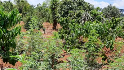 Phát hiện trồng hơn 1.000 cây cần sa trong khu rẫy vắng